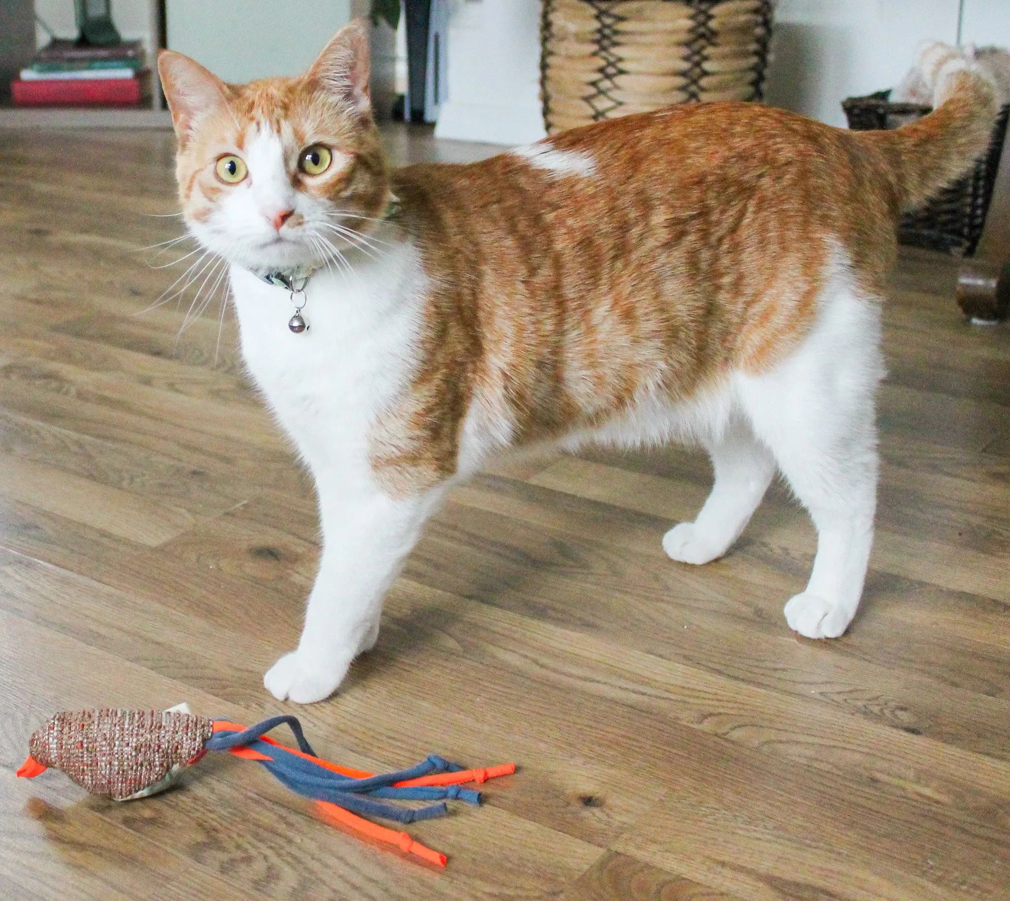 Cat's Best Friend / Bird