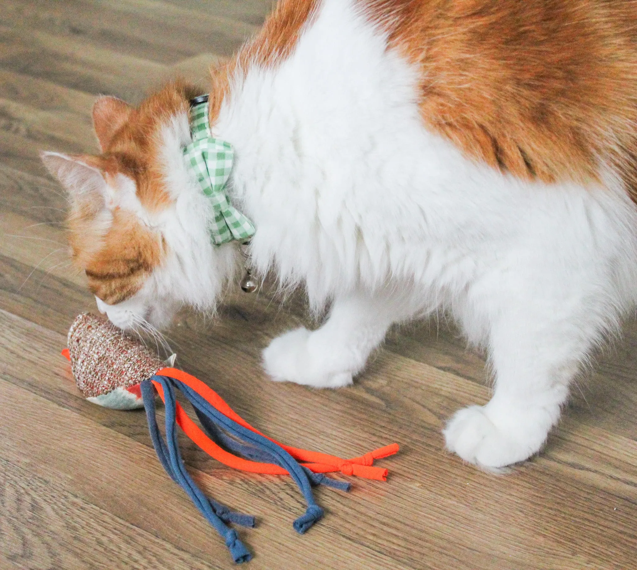 Cat's Best Friend / Bird